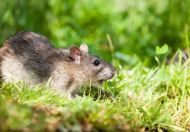 Rats in the garden - Anticimex